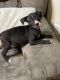 American Bully Puppies for sale in Burtonsville, MD, USA. price: $350