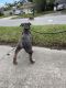 American Bully Puppies for sale in FL-46, Sanford, FL, USA. price: $1,000