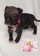 American Bully Puppies for sale in Cranesville, PA 16410, USA. price: $300
