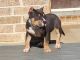 American Bully Puppies for sale in Frisco, TX, USA. price: $1,000