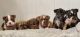 American Bully Puppies for sale in Sandwich, IL, USA. price: $3,000