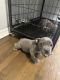 American Bully Puppies for sale in Chicago, IL, USA. price: $1,500