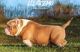 American Bully Puppies for sale in Miami, FL, USA. price: $1,500