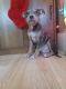American Bully Puppies for sale in Canton, OH, USA. price: $600