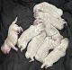 American Bully Puppies for sale in Paterson, NJ, USA. price: $5,000