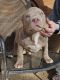 American Bully Puppies for sale in Anderson, IN, USA. price: $2,000
