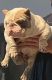 American Bully Puppies for sale in Lehigh Acres, Florida. price: $5,000