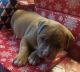 American Bully Puppies for sale in Fairdale Rd, Kentucky, USA. price: $400