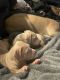 American Bully Puppies for sale in Fort Worth, TX, USA. price: $1,000