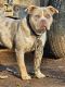 American Bully Puppies for sale in Statesville, North Carolina. price: $300