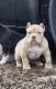 American Bully Puppies for sale in Athens, Tennessee. price: $2,500