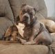 American Bully Puppies for sale in Smithville, West Virginia. price: $100