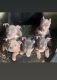 American Bully Puppies for sale in South Windsor, Connecticut. price: $1,500