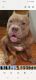 American Bully Puppies for sale in Philadelphia, Pennsylvania. price: $2,000