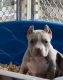 American Bully Puppies for sale in Virginia Beach, Virginia. price: $2,000