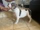 American Bully Puppies for sale in Virginia Beach, Virginia. price: $2,000