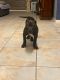 American Bully Puppies for sale in Buckeye, AZ, USA. price: $2,000