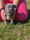 American Bully Puppies for sale in Round Rock, TX, USA. price: $6,500