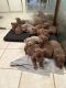 American Bully Puppies for sale in Las Vegas, Nevada. price: $300