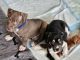 American Bully Puppies for sale in Lebanon, Indiana. price: $1,200