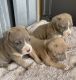 American Bully Puppies for sale in Hollywood, Florida. price: $300