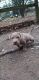 American Bully Puppies for sale in St Cloud, MN 56304, USA. price: $500
