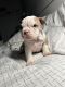 American Bully Puppies for sale in Dawsonville, Georgia. price: $1,400