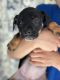 American Bully Puppies for sale in Piney Grove Rd, Columbia, SC, USA. price: $300