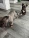 American Bully Puppies for sale in Buffalo, New York. price: $450