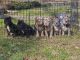 American Bully Puppies for sale in Riverdale, Georgia. price: NA
