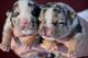 American Bully Puppies for sale in Chesapeake, Virginia. price: $1,000