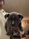 American Bully Puppies for sale in San Francisco, California. price: $600