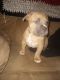 American Bully Puppies for sale in Toledo, OH, USA. price: $400