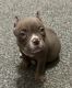 American Bully Puppies for sale in San Juan, Texas. price: $1,500