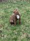 American Bully Puppies for sale in Cleveland, Ohio. price: $800