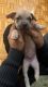 American Bully Puppies for sale in Jersey City, New Jersey. price: $3,500