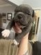 American Bully Puppies for sale in Abingdon, Virginia. price: $5,008