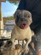American Bully Puppies for sale in North Miami Beach, Florida. price: $500