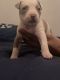 American Bully Puppies for sale in New York, NY, USA. price: $1,300