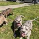 American Bully Puppies for sale in Lithonia, Georgia. price: $3,000
