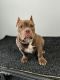 American Bully Puppies for sale in New York, New York. price: $2,500