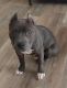 American Bully Puppies for sale in Louisville, Kentucky. price: $500