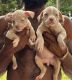American Bully Puppies for sale in Miami Gardens, Florida. price: $2,000