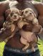 American Bully Puppies