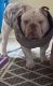 American Bully Puppies for sale in Pittsburgh, Pennsylvania. price: $50,000