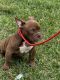 American Bully Puppies for sale in Miami, FL, USA. price: $2,000