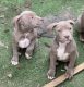 American Bully Puppies for sale in Capitol Heights, Maryland. price: $650