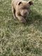 American Bully Puppies for sale in Denver, Colorado. price: $1,500