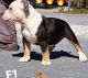 American Bully Puppies for sale in Tarpon Springs, Florida. price: NA