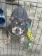 American Bully Puppies for sale in Charlotte, North Carolina. price: $2,000
